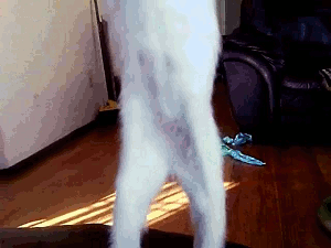 animal