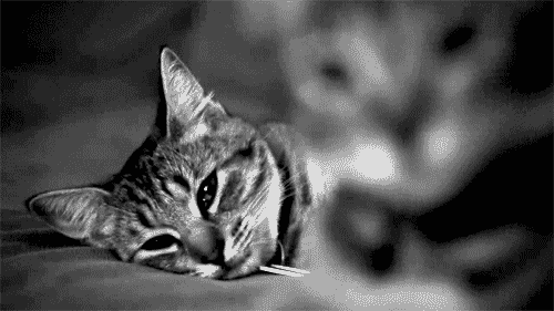 animal
