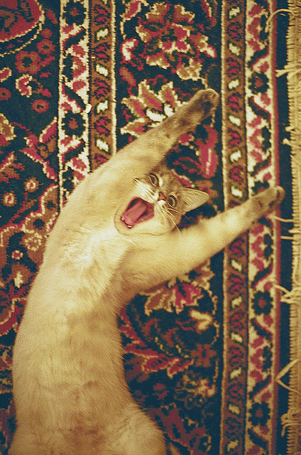 animal