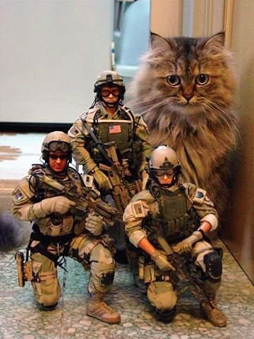 animal
