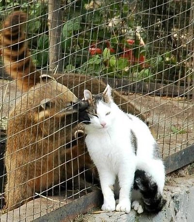 animal