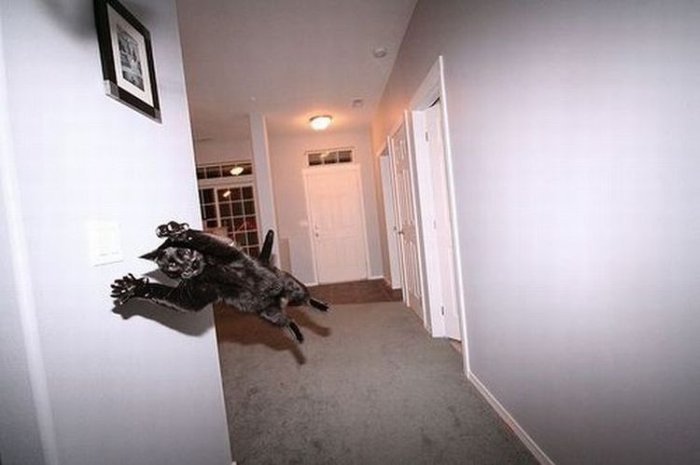 animal