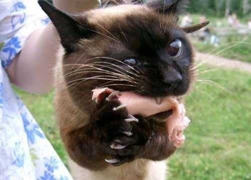 animal