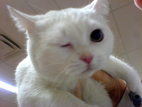 Resident Cat
