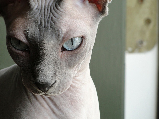 animal
