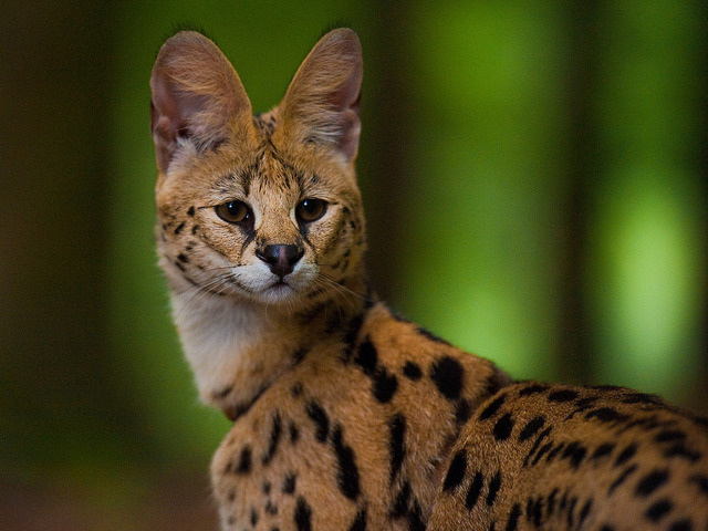 animal