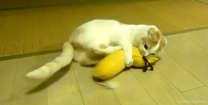 animal