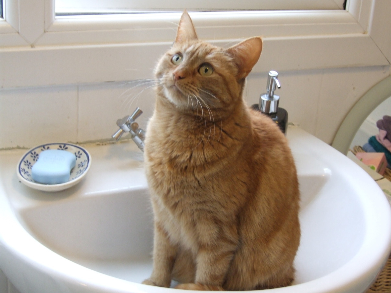 Random Cat