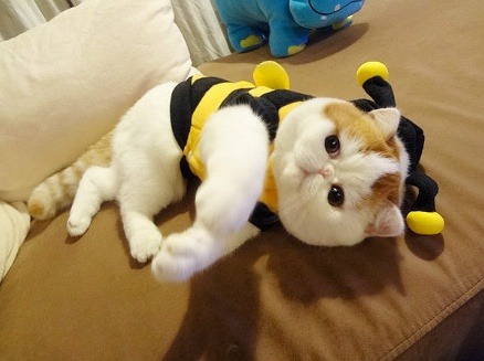 animal