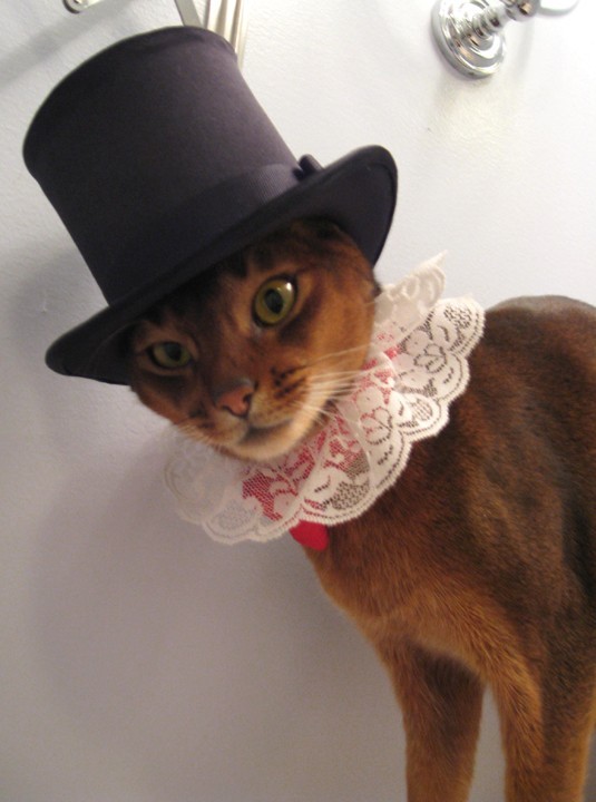CatAPI Image