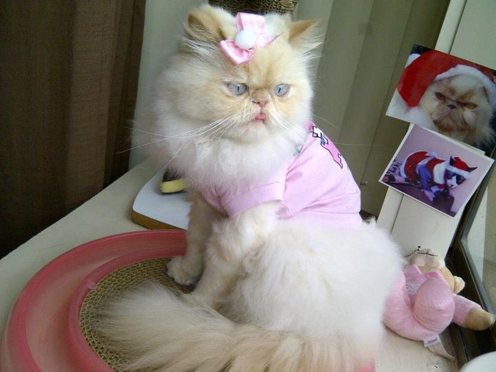 A Random Cat