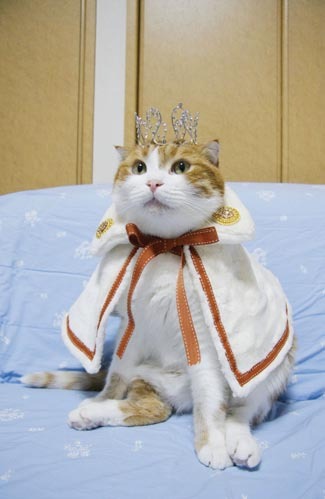 猫影像 3