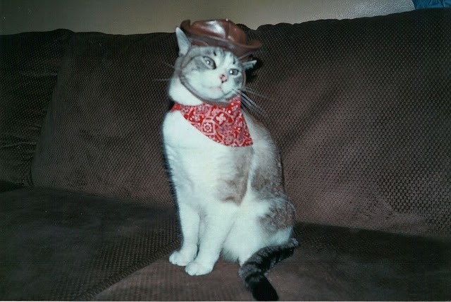 animal
