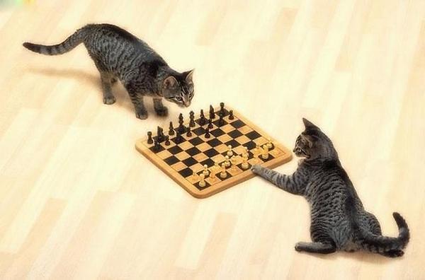 animal