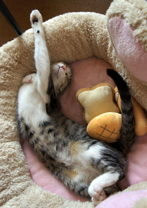 Cute Cat