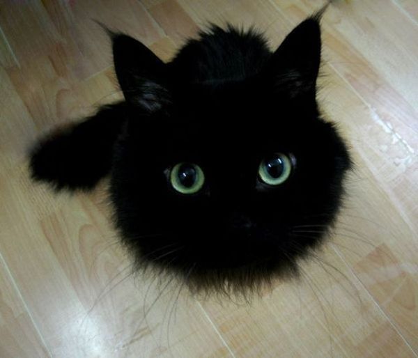 animal