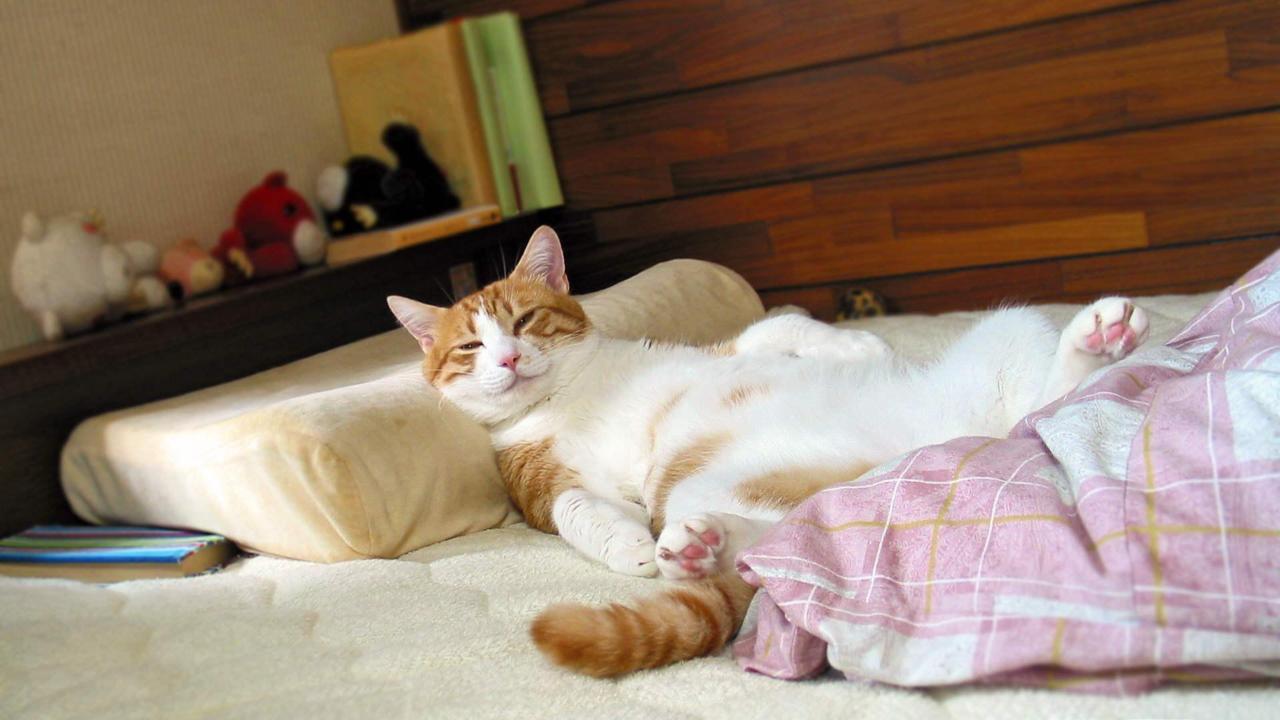 cute cat