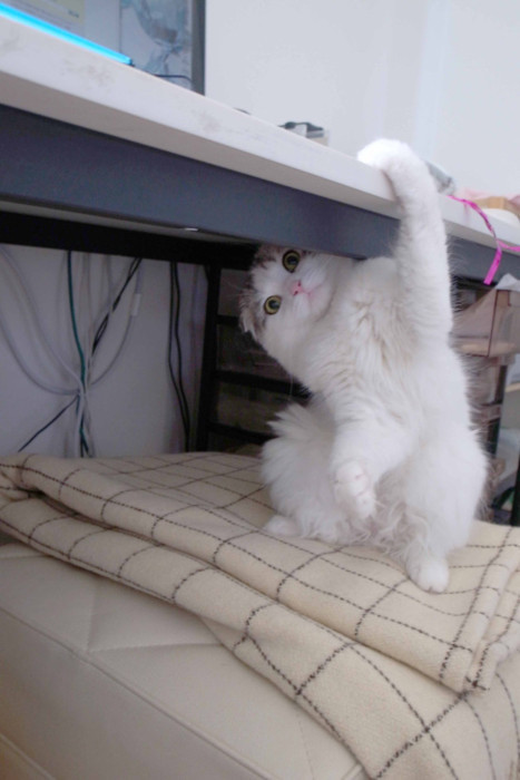 A Random Cat
