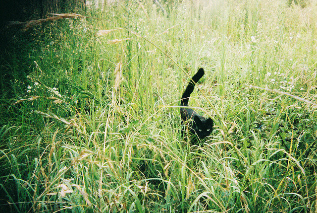 animal