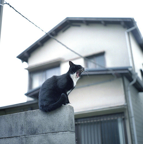 animal