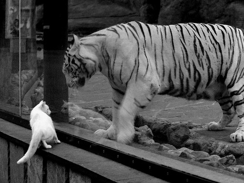 animal