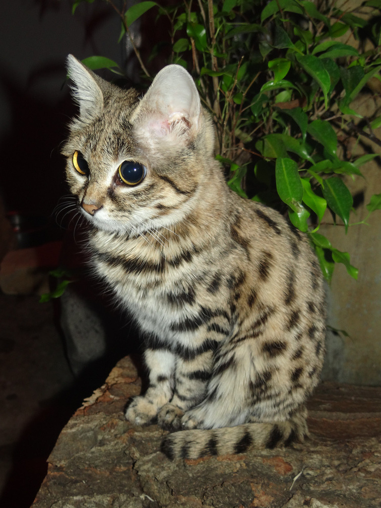 animal