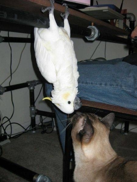 animal