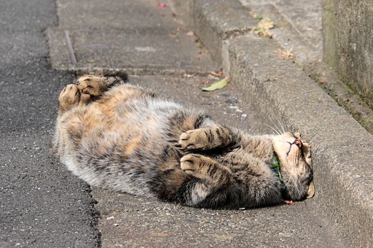 猫影像 3