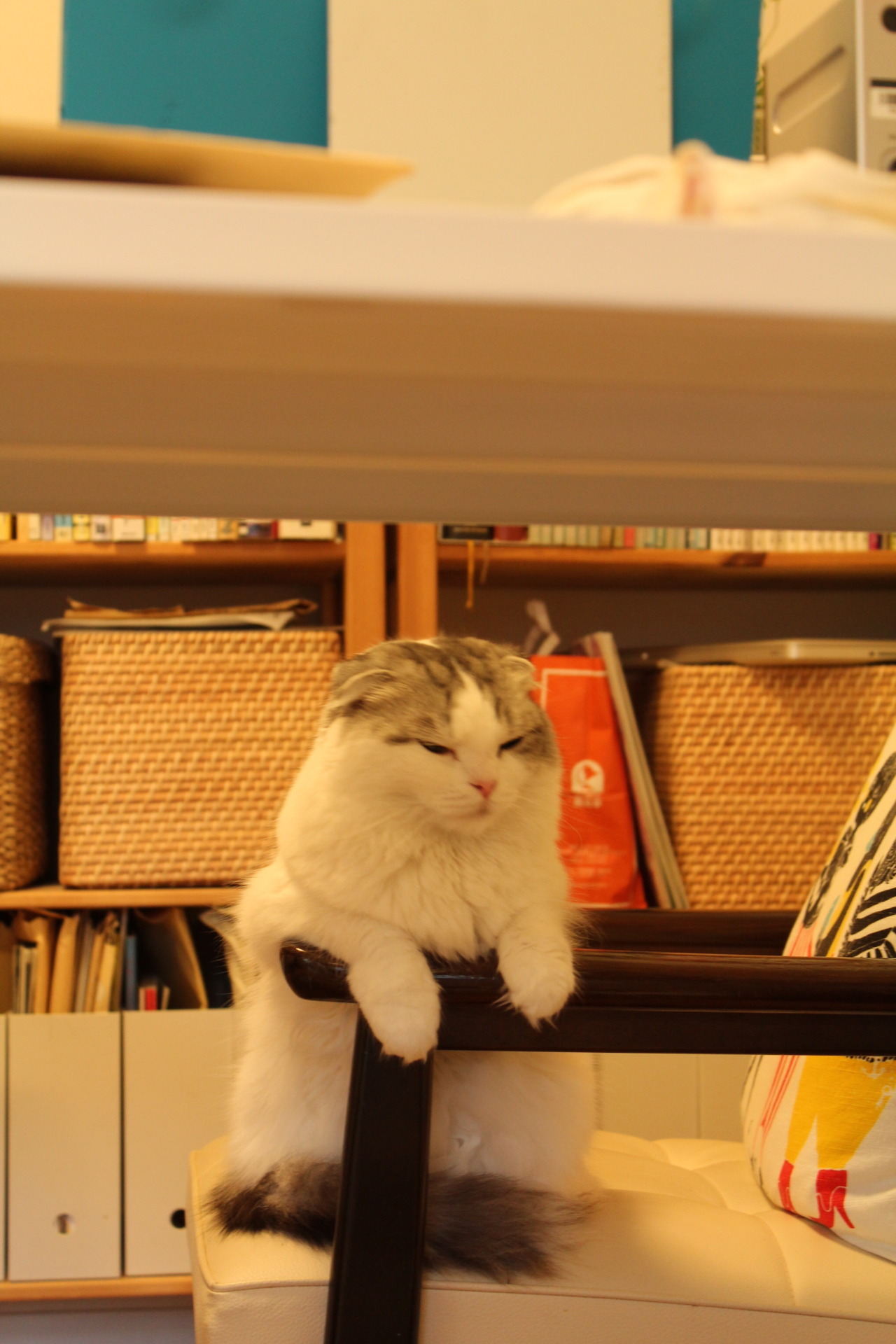 A Random Cat