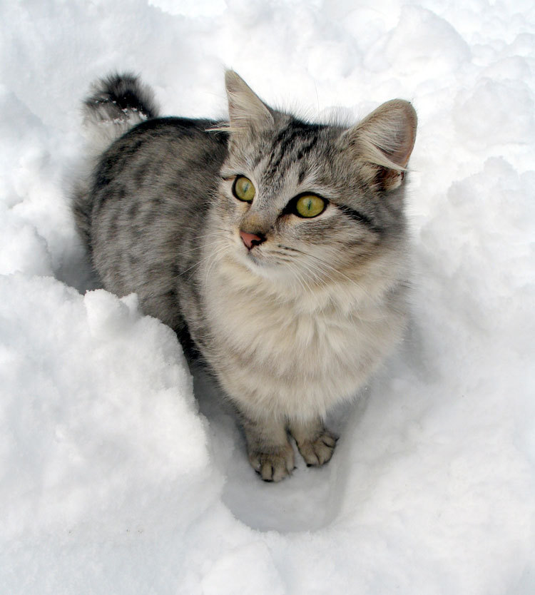 animal