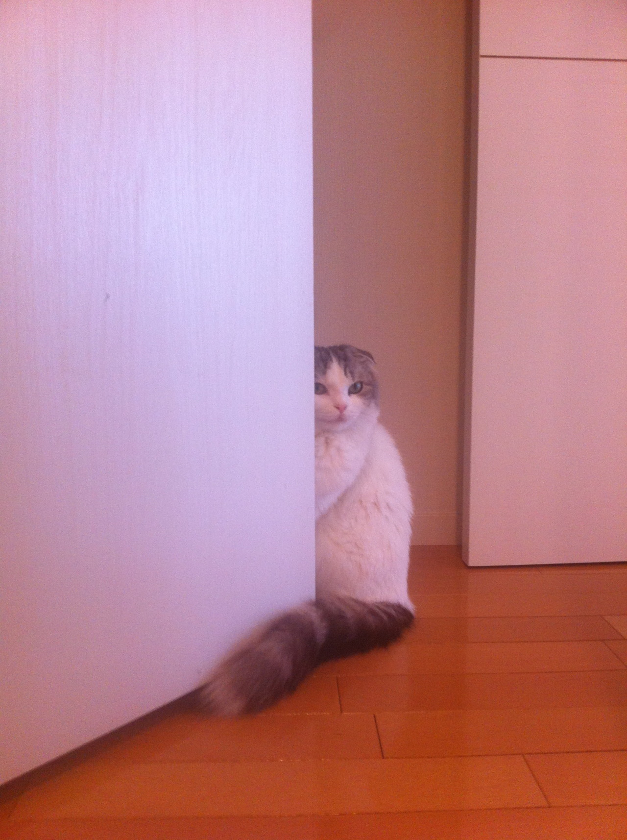 animal
