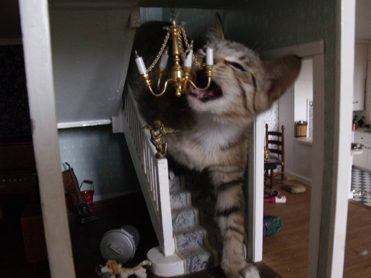animal