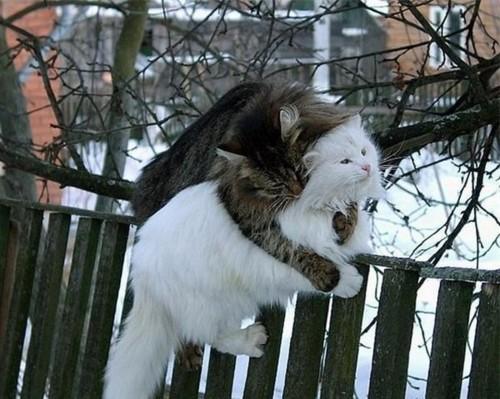 animal