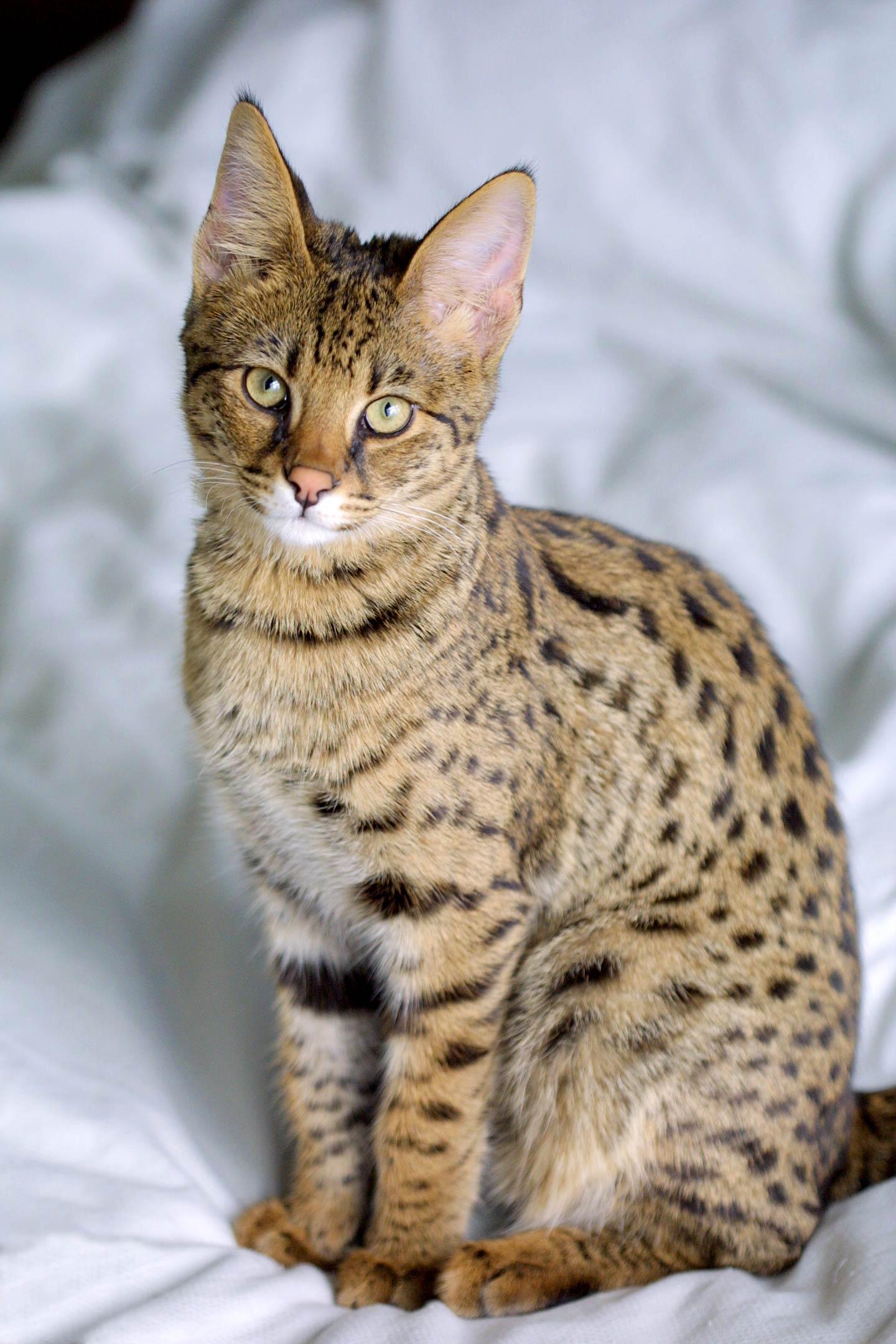 animal