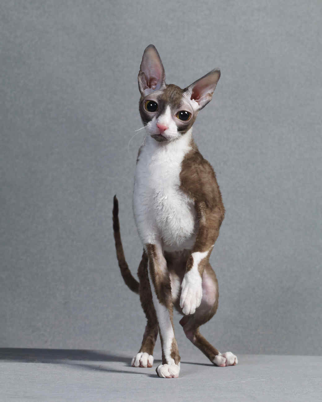 animal