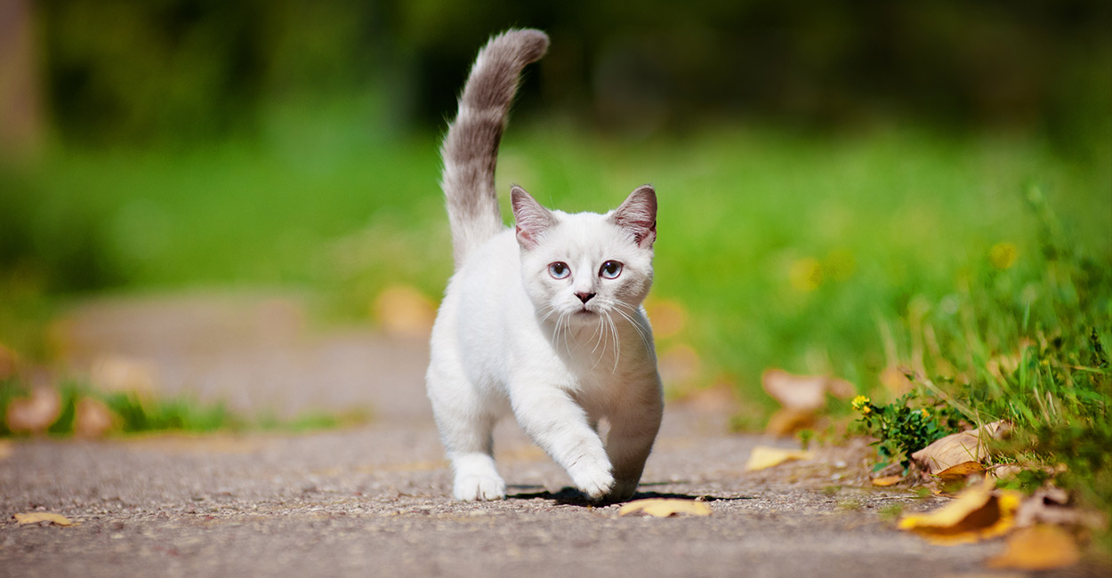 Random Cat