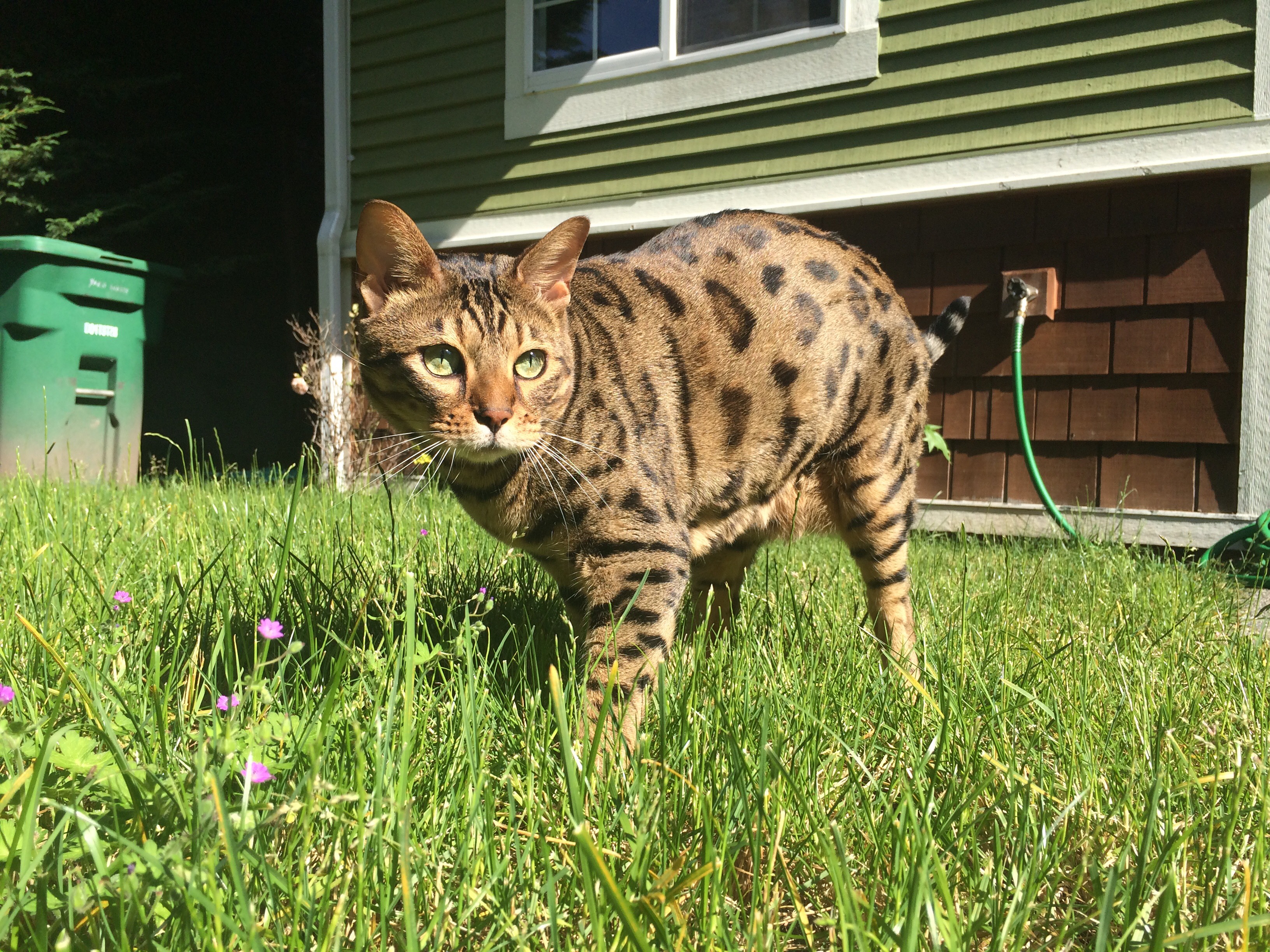 animal