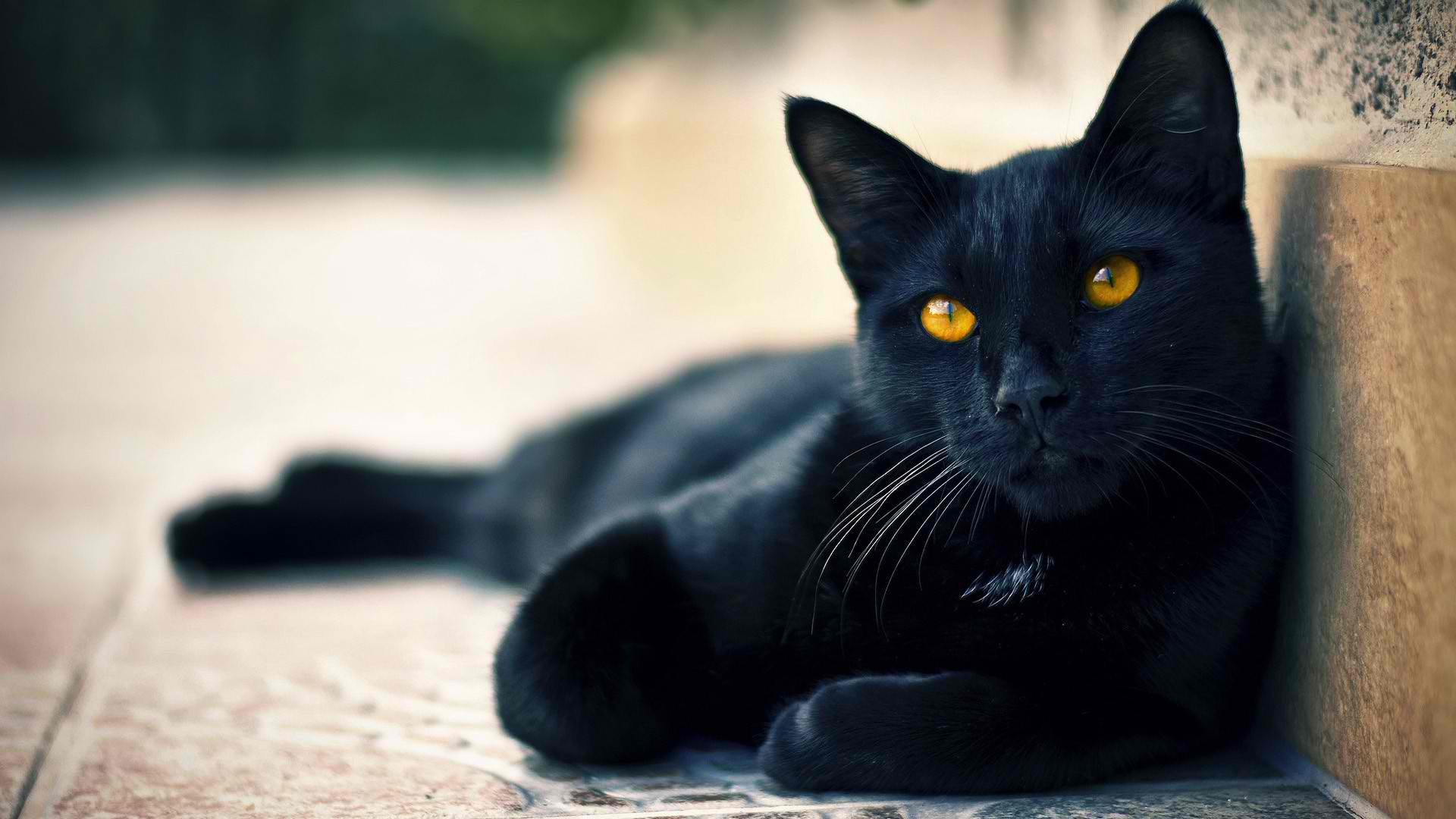 animal