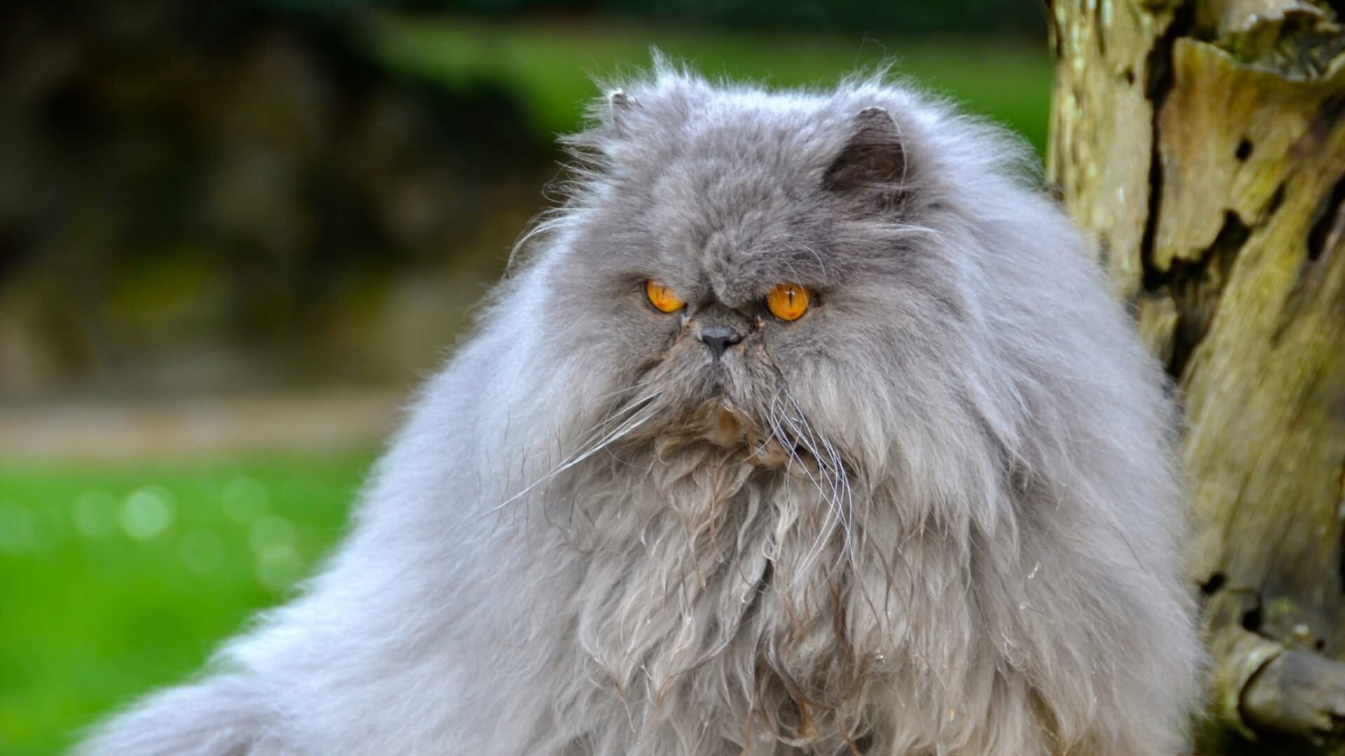 animal
