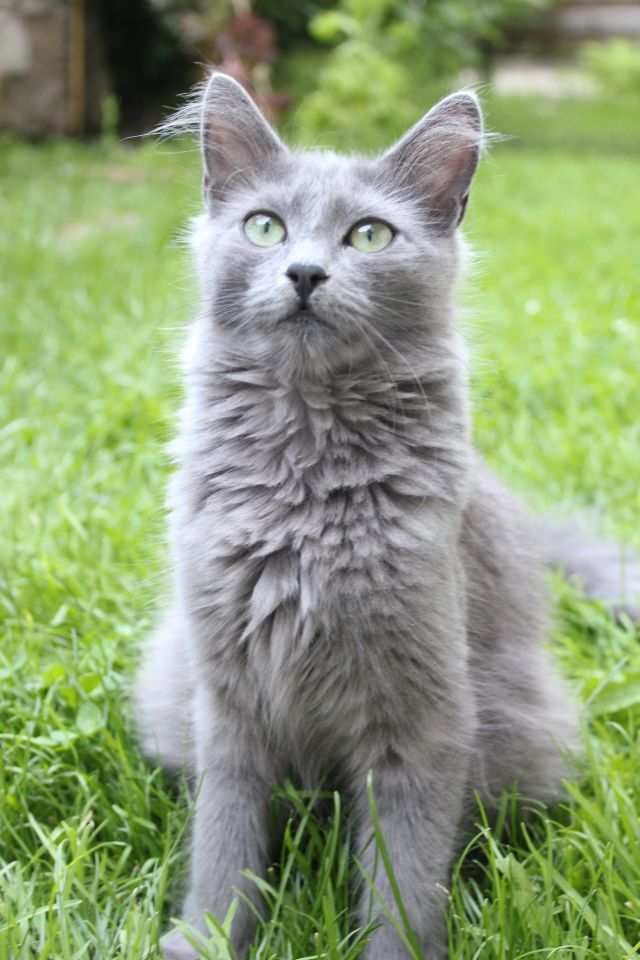 animal