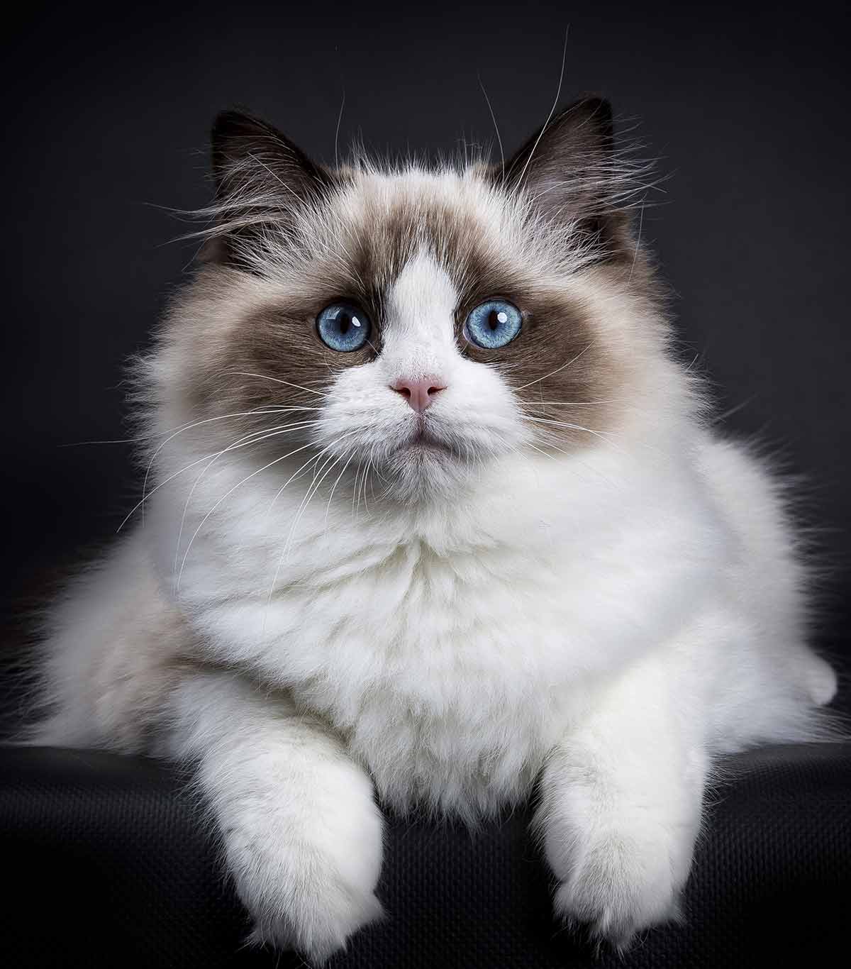 animal