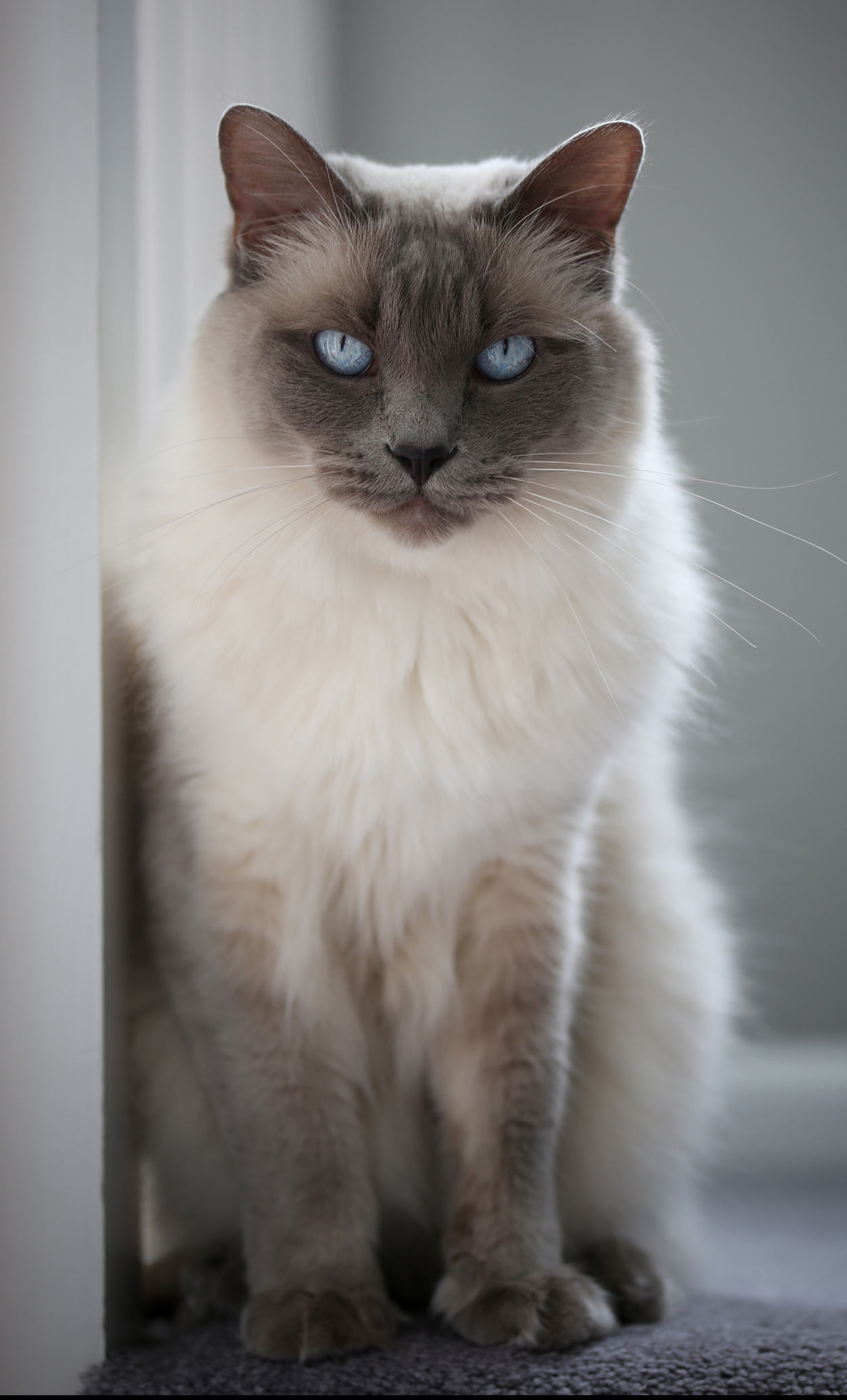 animal