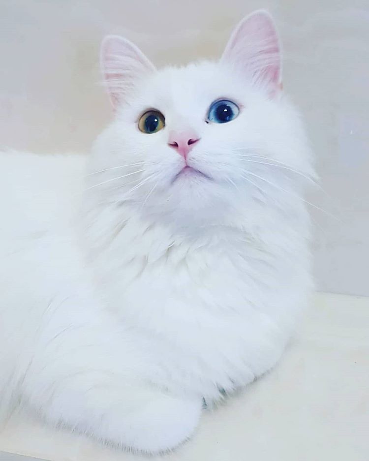 animal