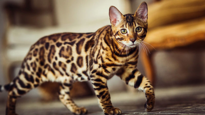 animal