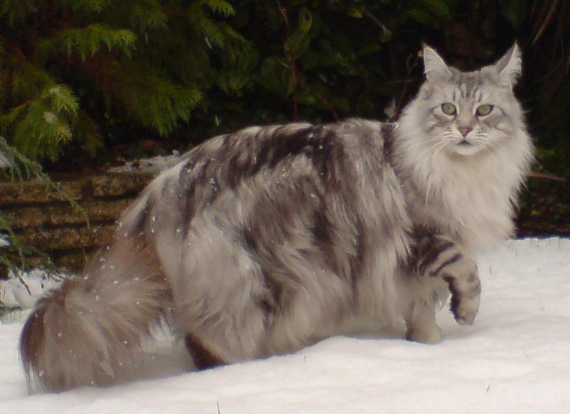 animal