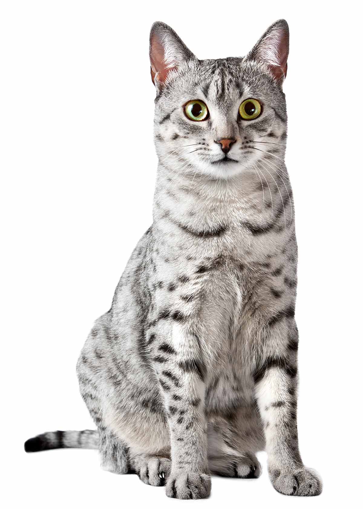 animal