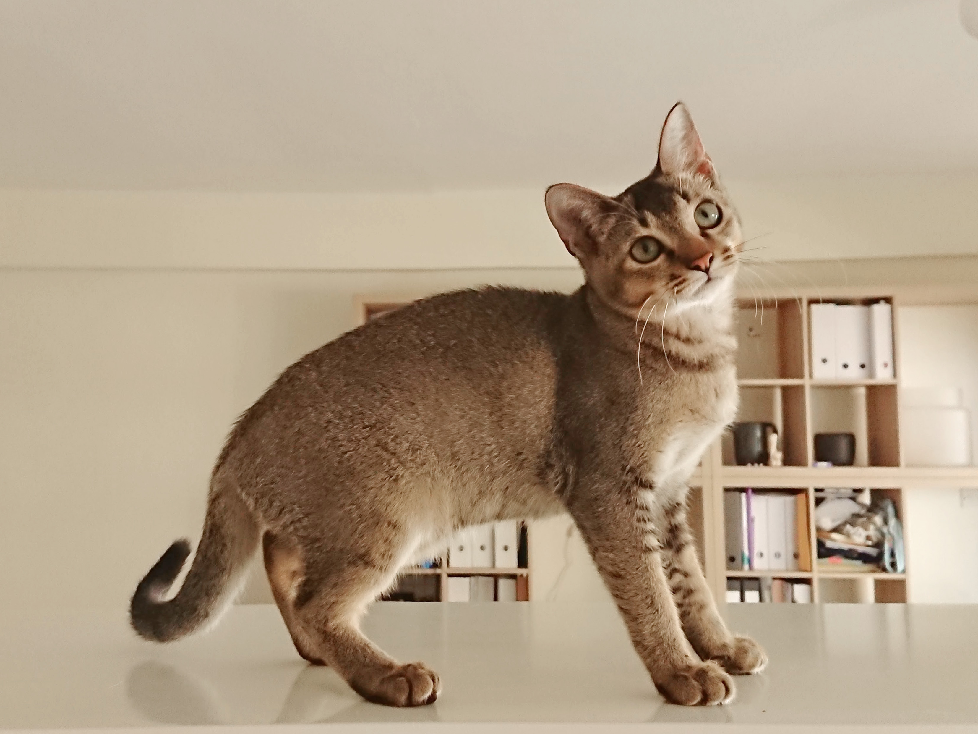 animal