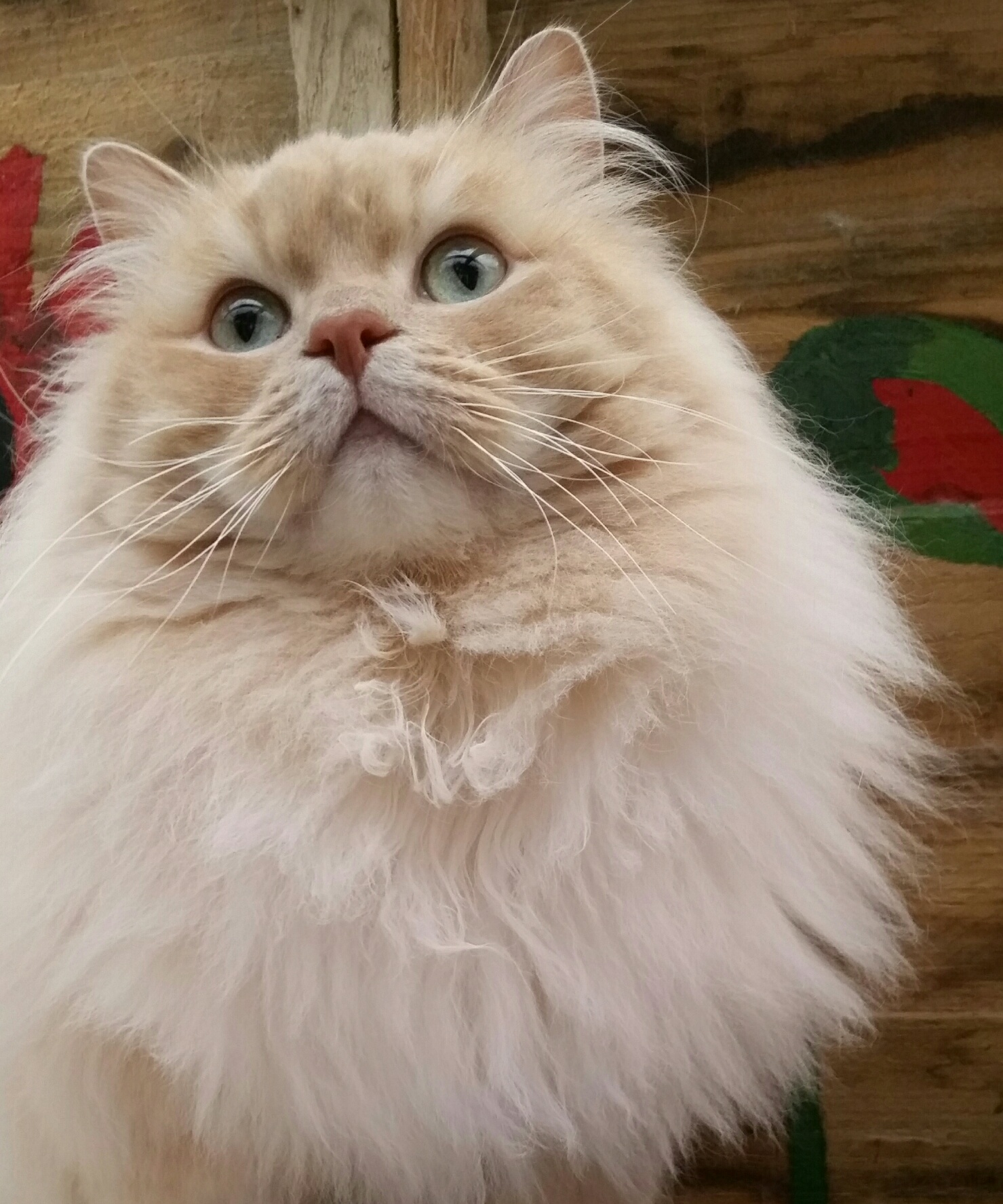 animal
