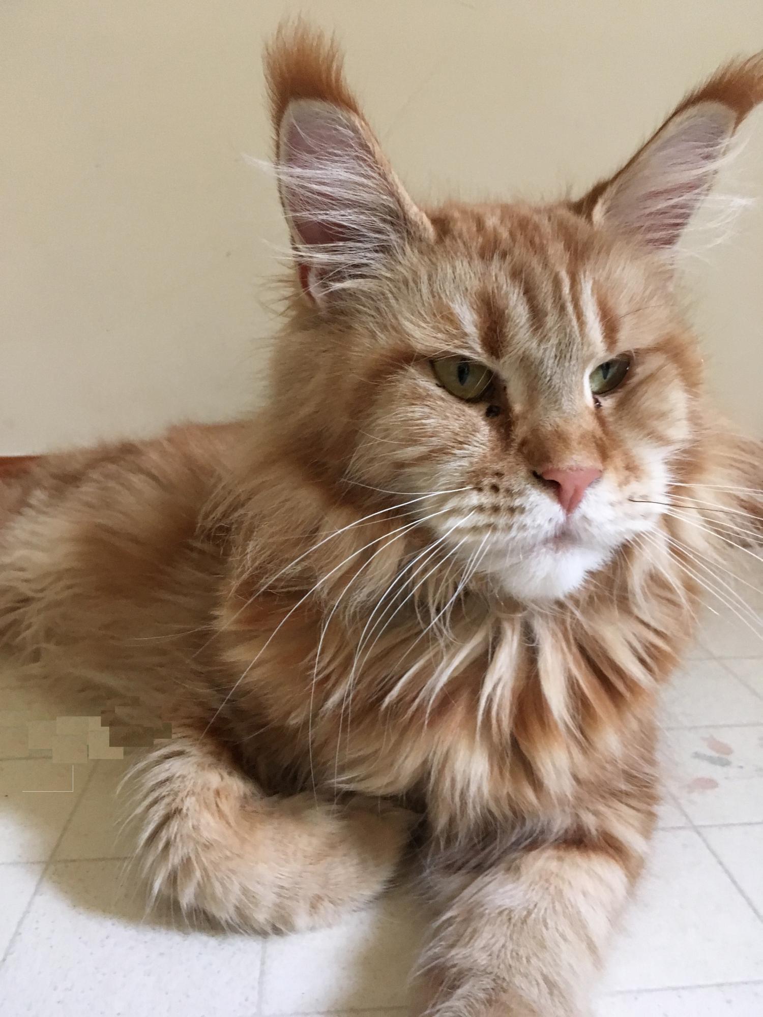 猫影像 6