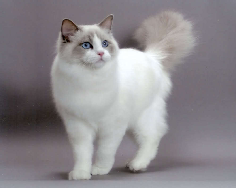 animal